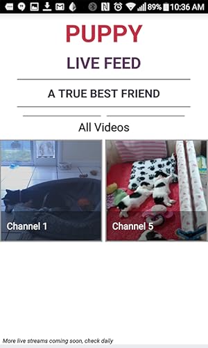 Live Puppy Cam Streaming