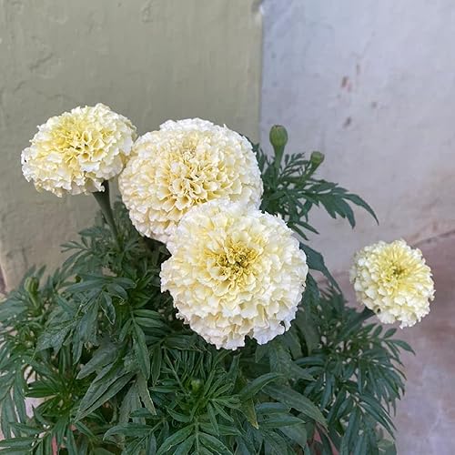 Miniatura 6 de CHUXAY GARDEN Semilla de flor de caléndula blanca, 100 semillas, flores blancas encantadoras, flores de primavera más excepcionales, gran flor de