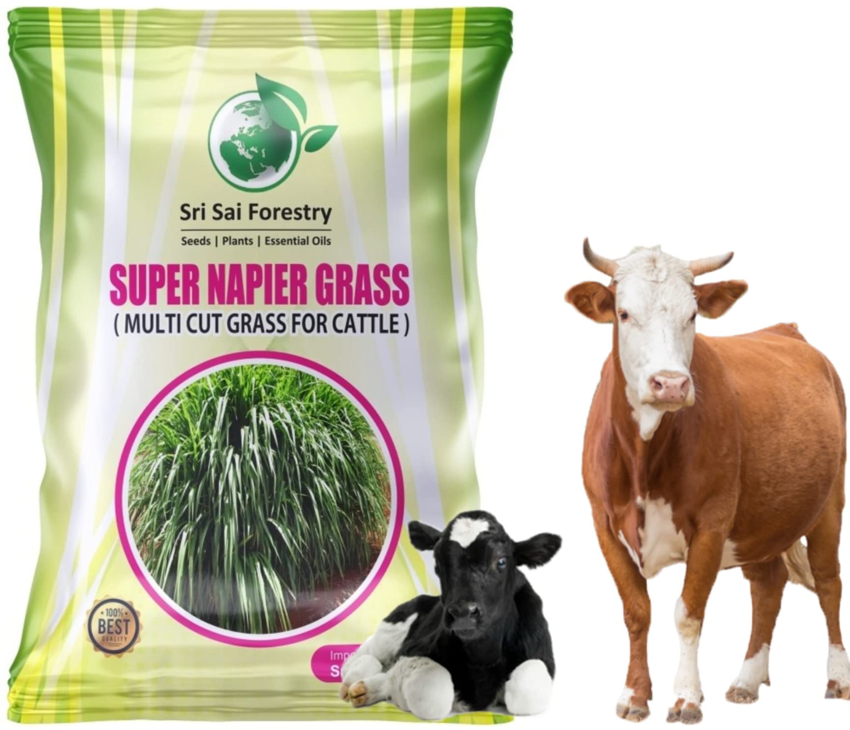 SRI SAI FORESTRY Super Napier Grass Seeds Multi Cut Grass for Cattle 100 G Pack (B0BCL1WY74) Amazon Price History, Amazon Price Tracker