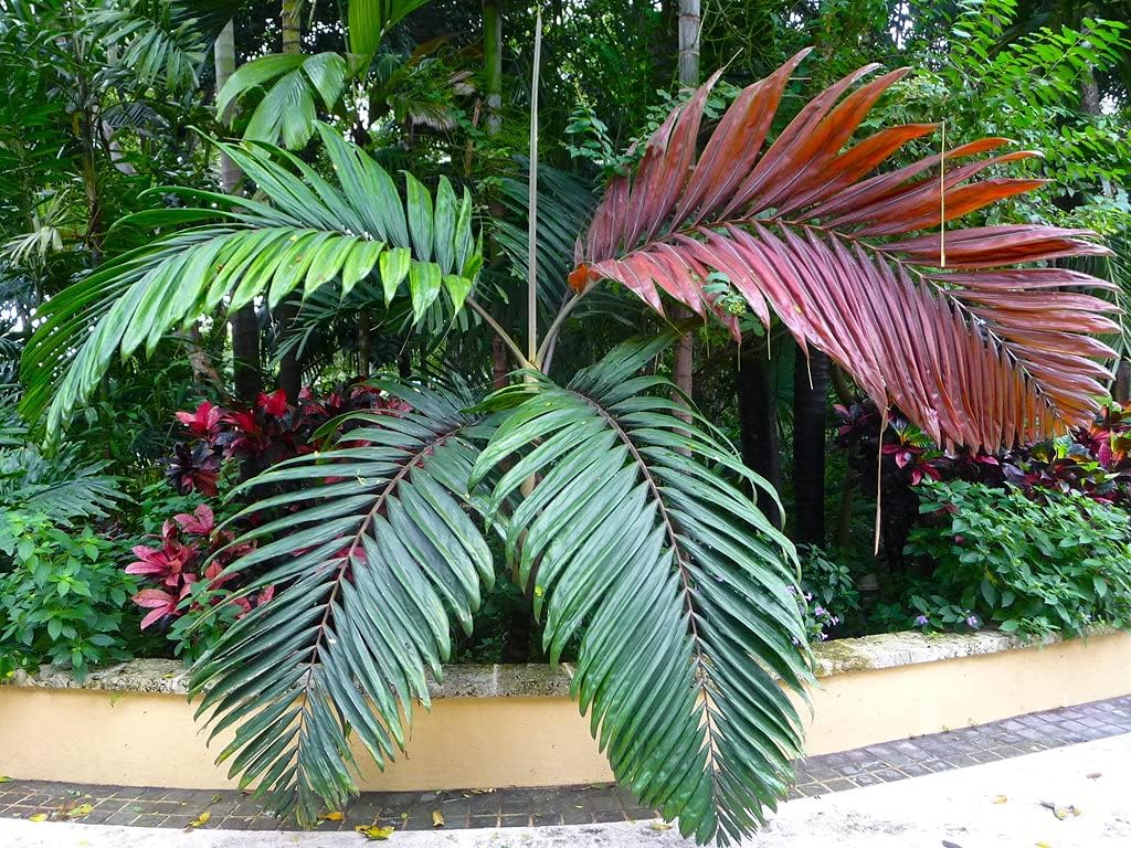 Red Flame Palm - Live Plant in a 4 Inch Growers Pot - Chambeyronia Macrocarpa - Extremely Rare Ornamental Palms from Florida