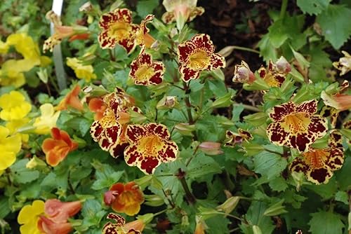 Miniatura 3 de 250 TIGER MONKEY Colores Mezclados Mimulus Tigrinus Flower SeedsComb SH