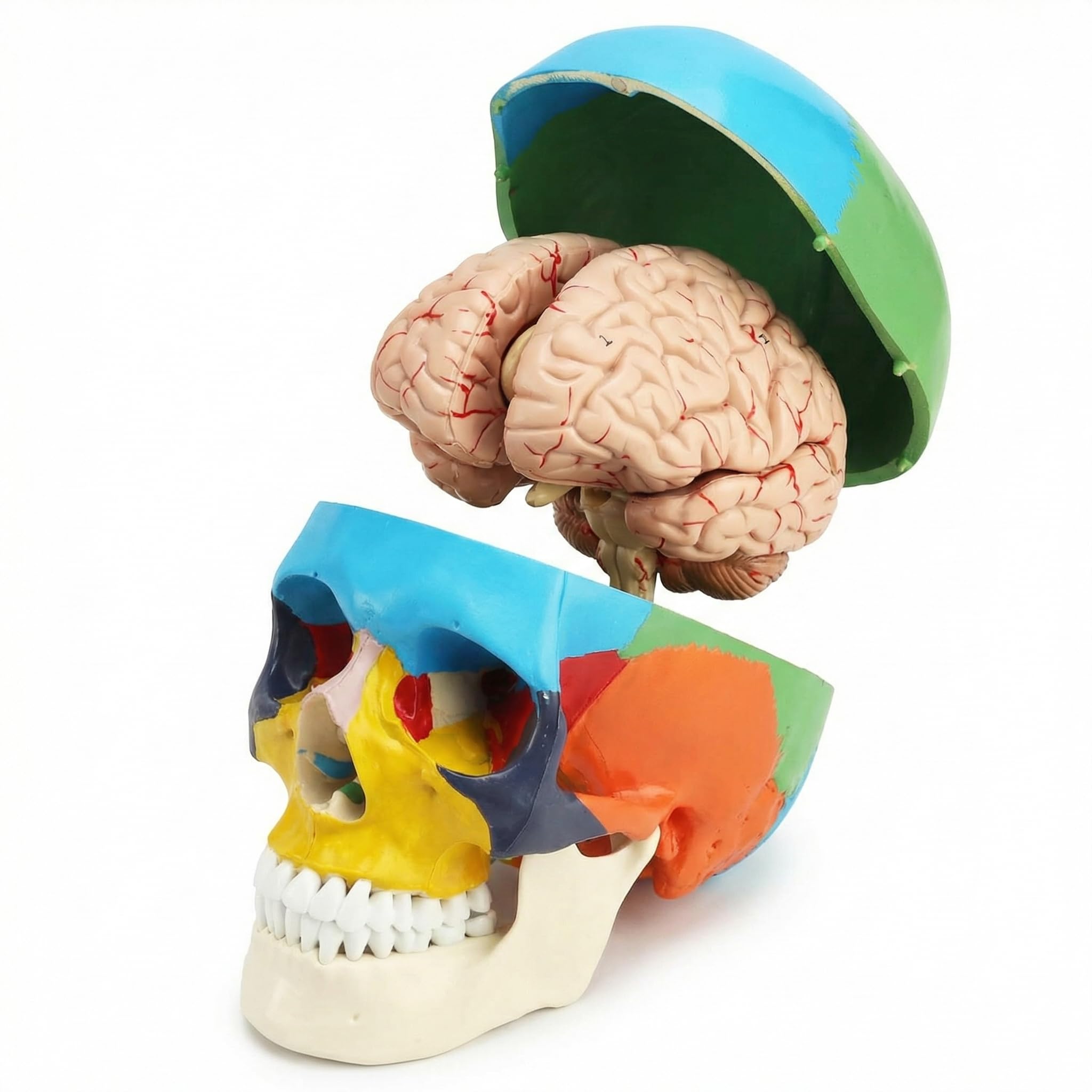QWORK® 1:1 taille réelle Modèle de crâne anatomique en 3 parties et Modèle de cerveau en 8 parties avec chiffres