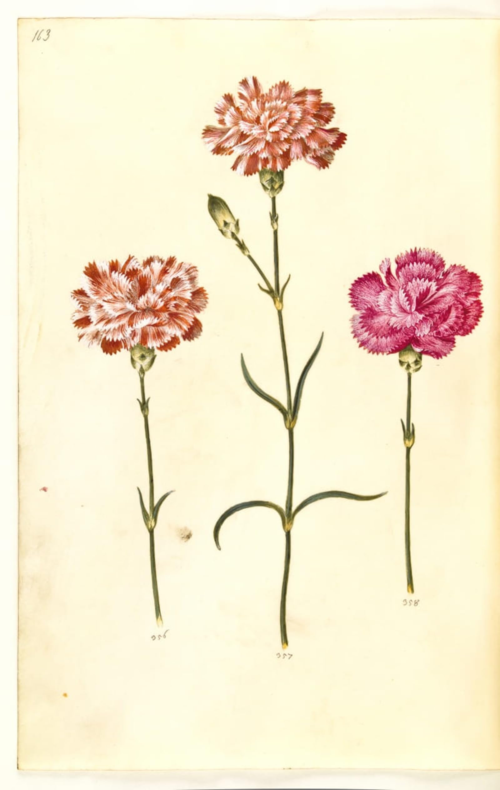 POSTERIIk Famous Animal Posters Vintage Picture Dianthus Caryophyllus by Hans Simon Holtzbecker Modern Wall Decor for Home Decor 60x90cm