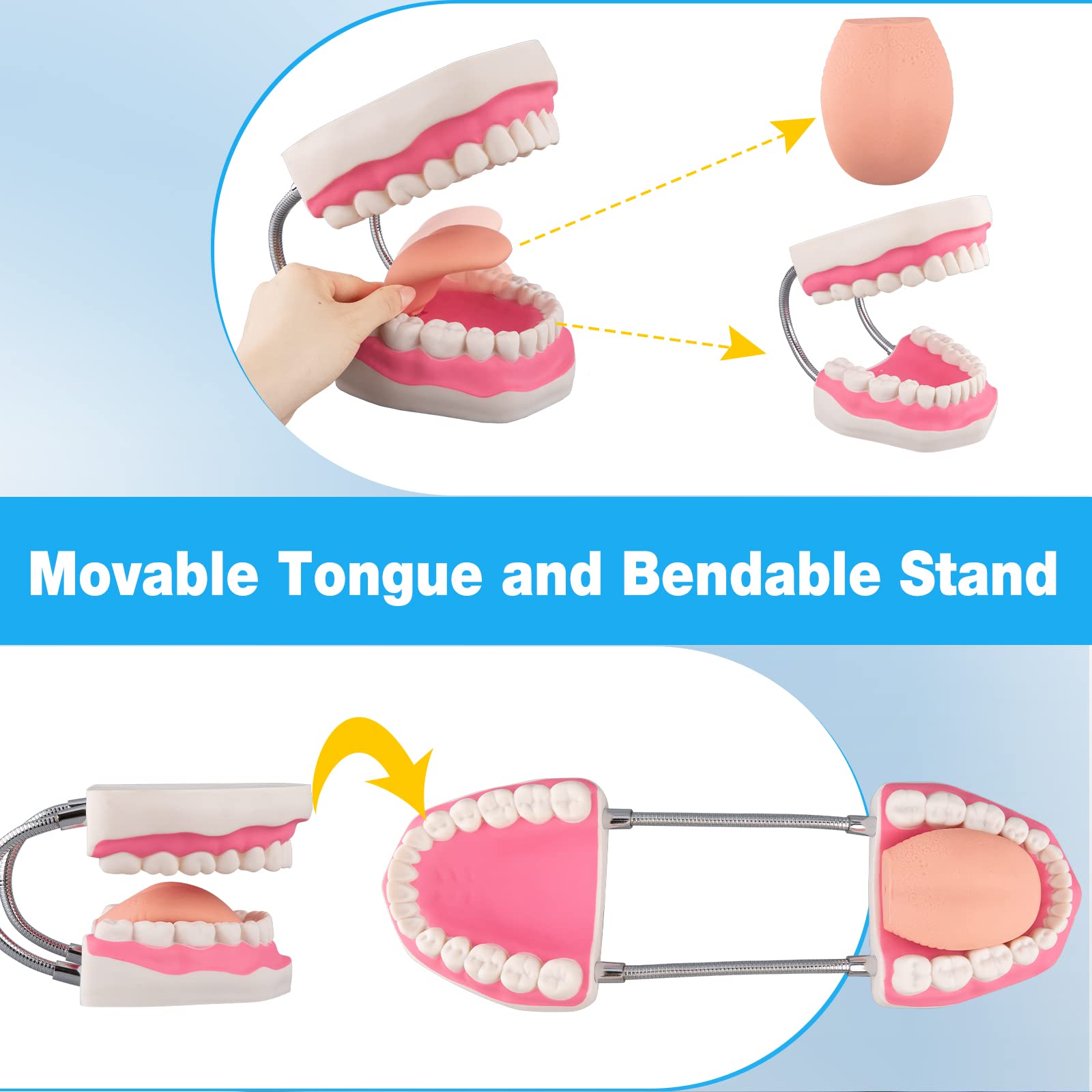 faruijie Dental Mouth Tooth Model - Image 3