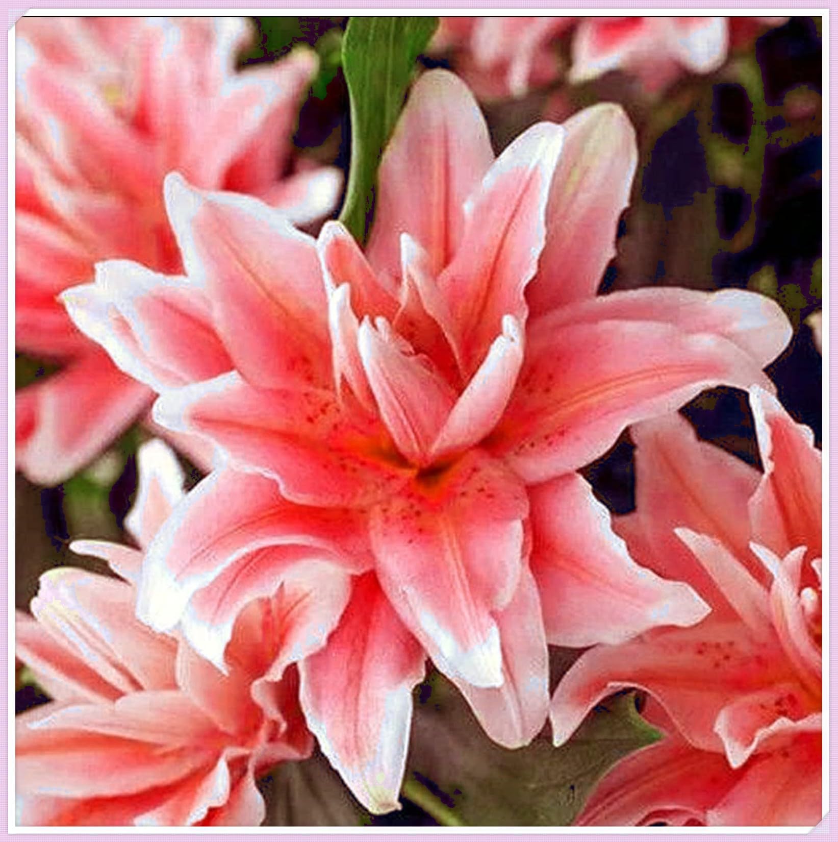 Lily Bulbs for Planting Now UK Perennial Excellent Display Plant Bulbs Greening Flower Ornamental Good for Containers Natural Organic Perennial Easy Plant-4bulbs-A