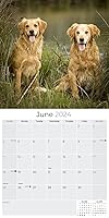 Vista 3 de MegaCalendars - Golden Retriever Calendar 2024 - Dog Breed Wall Calendar