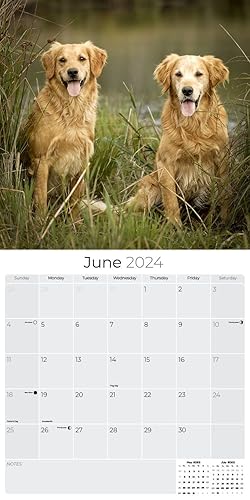 Miniatura 3 de MegaCalendars - Golden Retriever Calendar 2024 - Dog Breed Wall Calendar