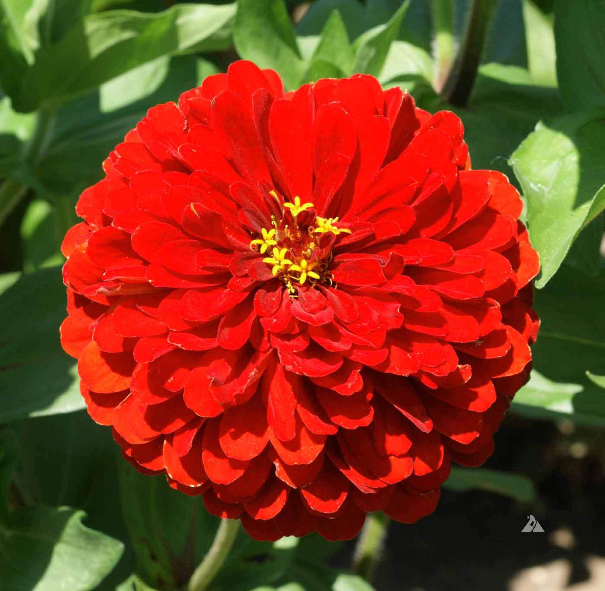 Zabbus Seeds Zinnia Red Colour Flower Seeds Hybrid F1 Seeds All Season for Home Garden (50 Seed) (B0BH1Q3HVN) Amazon Price History, Amazon Price Tracker