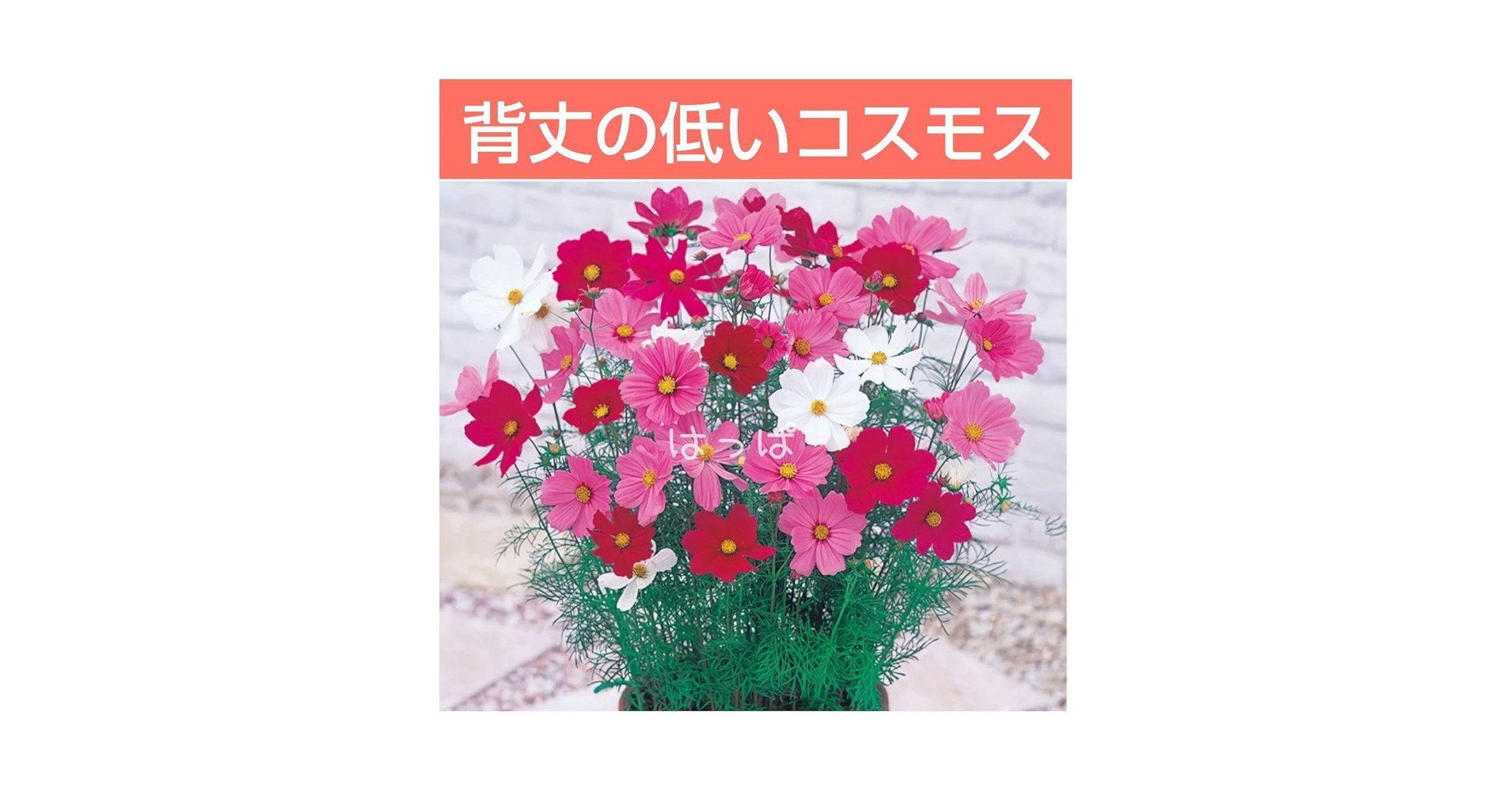 コスモス コスモス：あかつき[種・花タネ草丈約90cm] の通販 | 園芸ネット