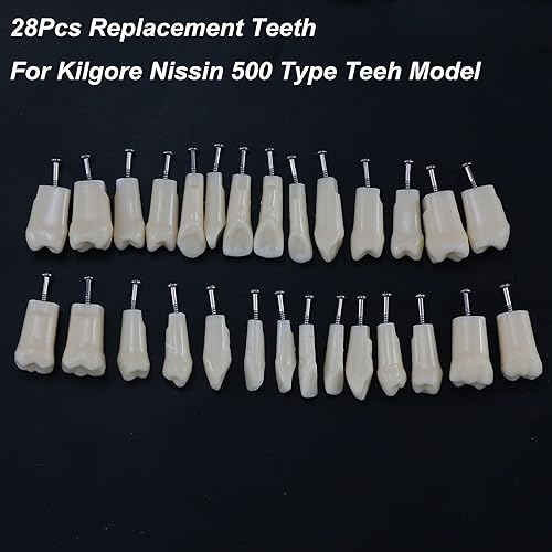 Miniatura 2 de Dientes dentales Typodont modelo 28 dientes extraíbles compatibles con Kilgore Nissin estudio de enseñanza completamente desmontable, con un
