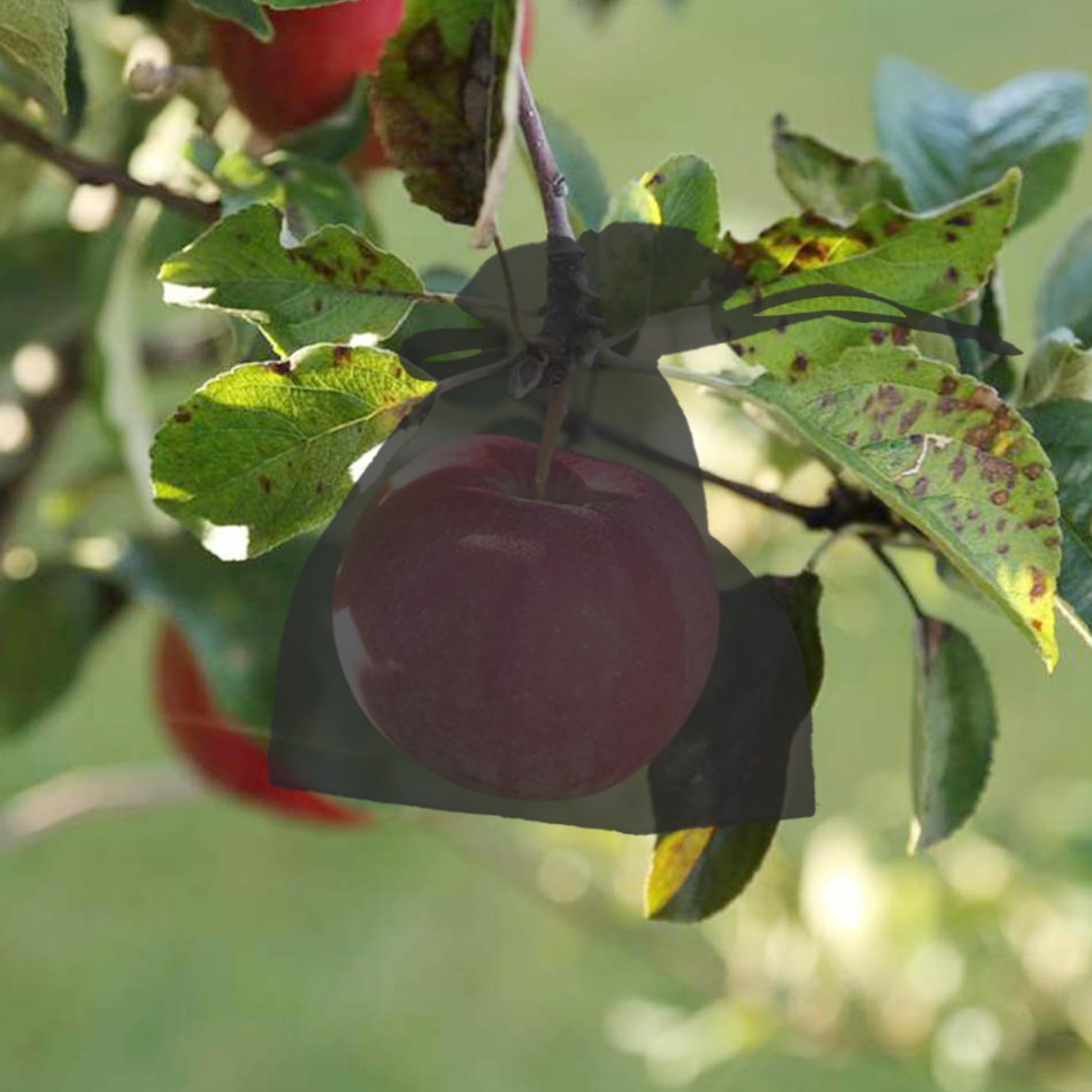 Lot de 100 sacs de protection pour fruits et légumes - 7 x 9 cm - Noir - Durable et martre - Parfait pour une utilisation dans le jardin et le verger
