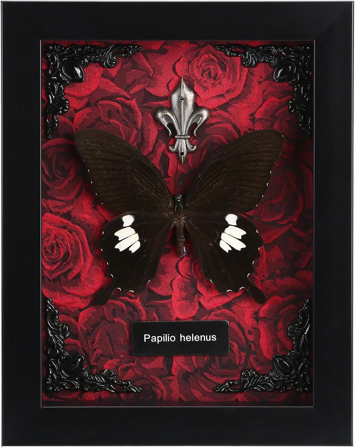 Real Butterfly Framed Butterfly Taxidermy - Butterfly Picture Frame, Real Butterfly Specimen Framed for Wall Art Decoration (G_Great White Spotted Butterfly Red Background #2)