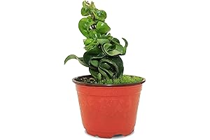 California Tropicals Live Hindu Rope Hoya Carnosa - Unique Indoor House Plant...