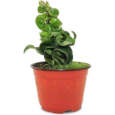 California Tropicals Live Hindu Rope Hoya Carnosa - Unique Indoor House Plant...