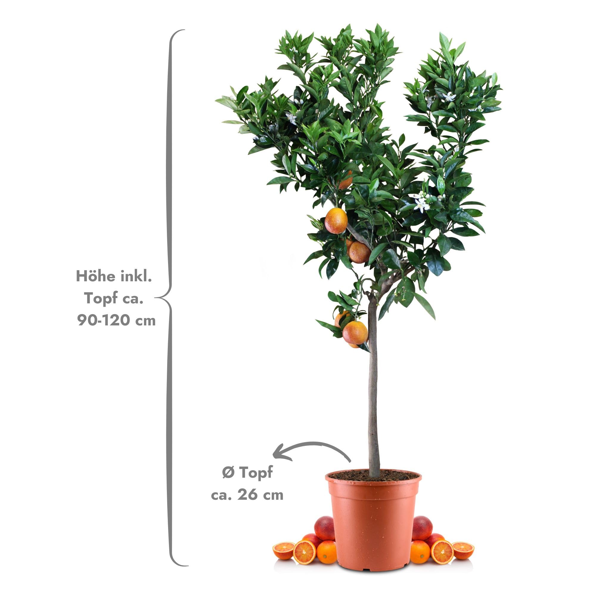 Blutorangenbaum Sanguinello Grande - echte Blutorange - Zitruspflanze - Blood Orange - veredelter Apfelsinenbaum in Gärtner-Qualität (Sanguinello, Grande)