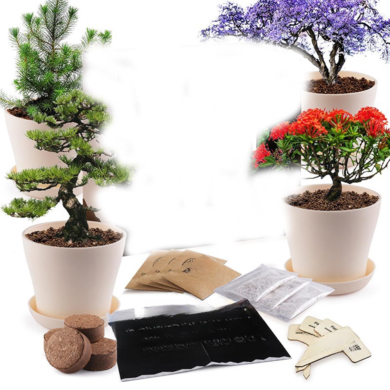 THE WHITE SHOP Bonsai Starter Kit - Gardening Gift for Women & Men - Bonsai Tree Growing Garden Crafts Hobby Kits for Adults, Unique DIY Hobbies for Plant Lovers