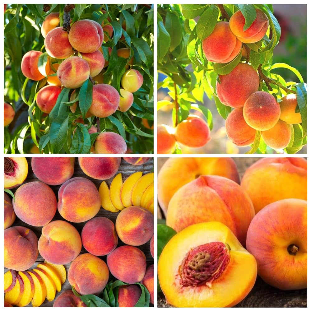 Amazon.com : 5 Pieces Nemaguard Peach Fruit Tree Seeds for