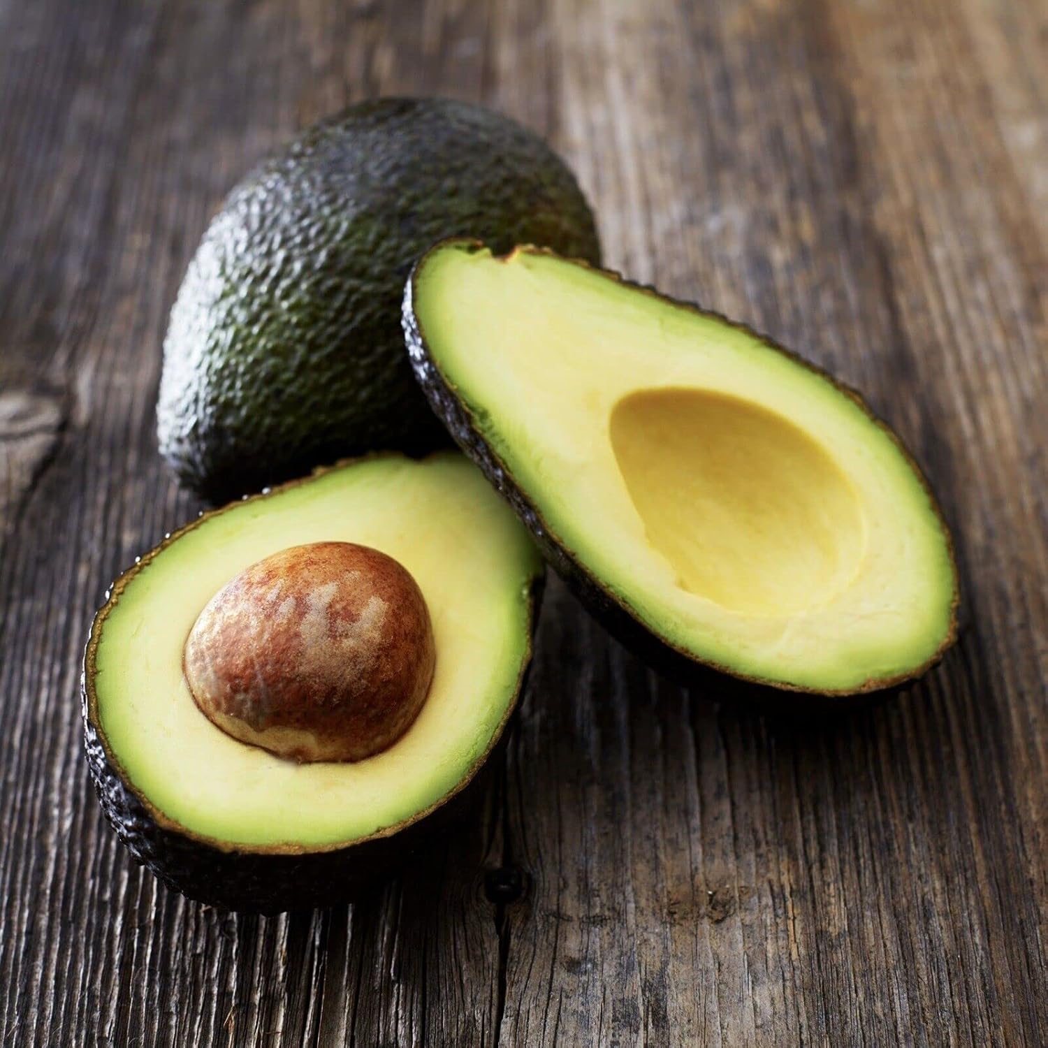 HASS Avocado Tree - Live Big Fruit Tree 12"-24" Tropical Plantae