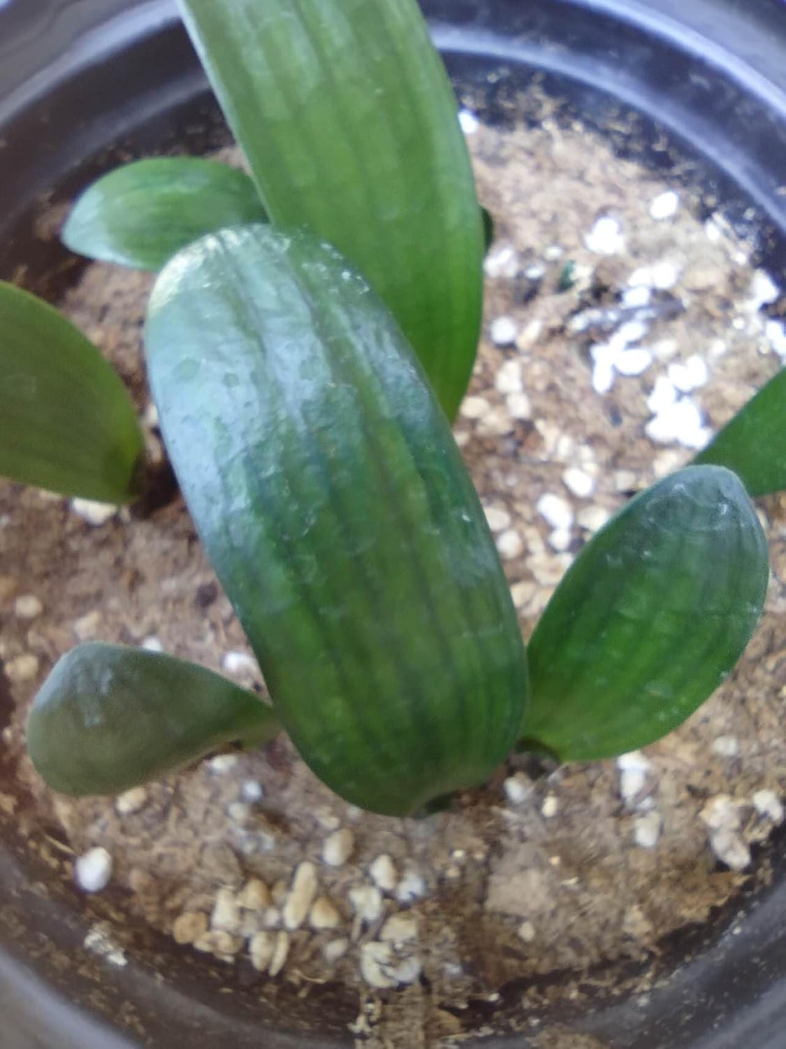 Baby Clivias-Clivia One Leaf 君子兰-YuanTouHuaLian 圆头花脸