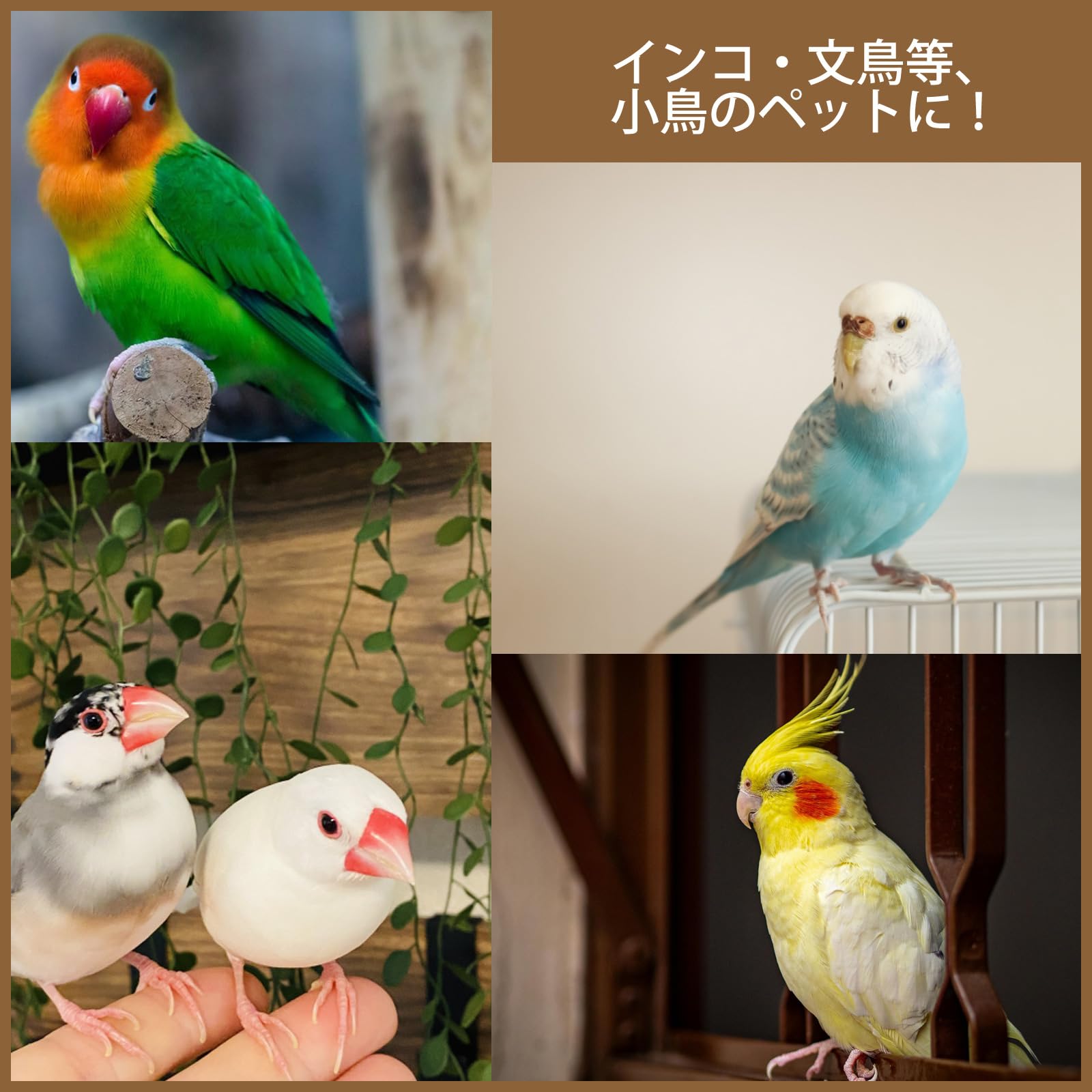 Amazon | 無添加 オーチャードグラスの種 100g 鳥用 グラスシード 小鳥