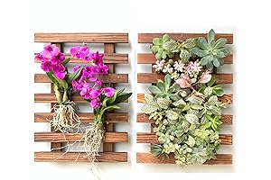 Wall Planter - 2 Pack Wooden Orchid Planter Frame for Vanda Orchids Plants Live Display