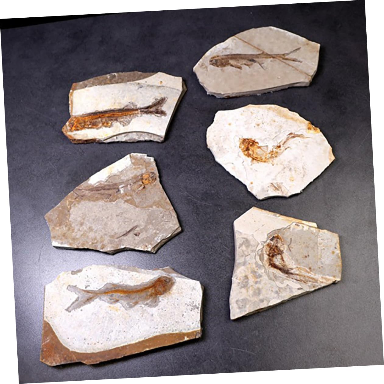 Muestra de Fósil 1 Pieza de Resina para Escritorio 7-15cm | Laboratorio y Colección de Material, Varios Estilos, para Estudiantes Estilo Aleatorio