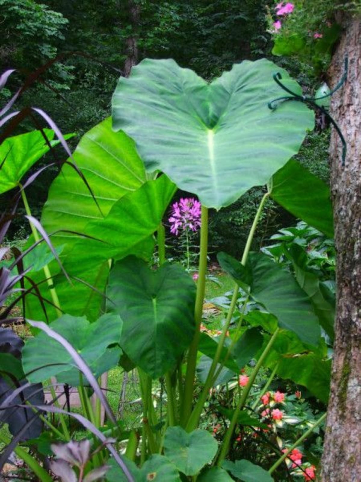 Elephant Ear/Strong Plants That Grow Well/Mix Golden Jade Carving Feels/Crop for Planting Now UK