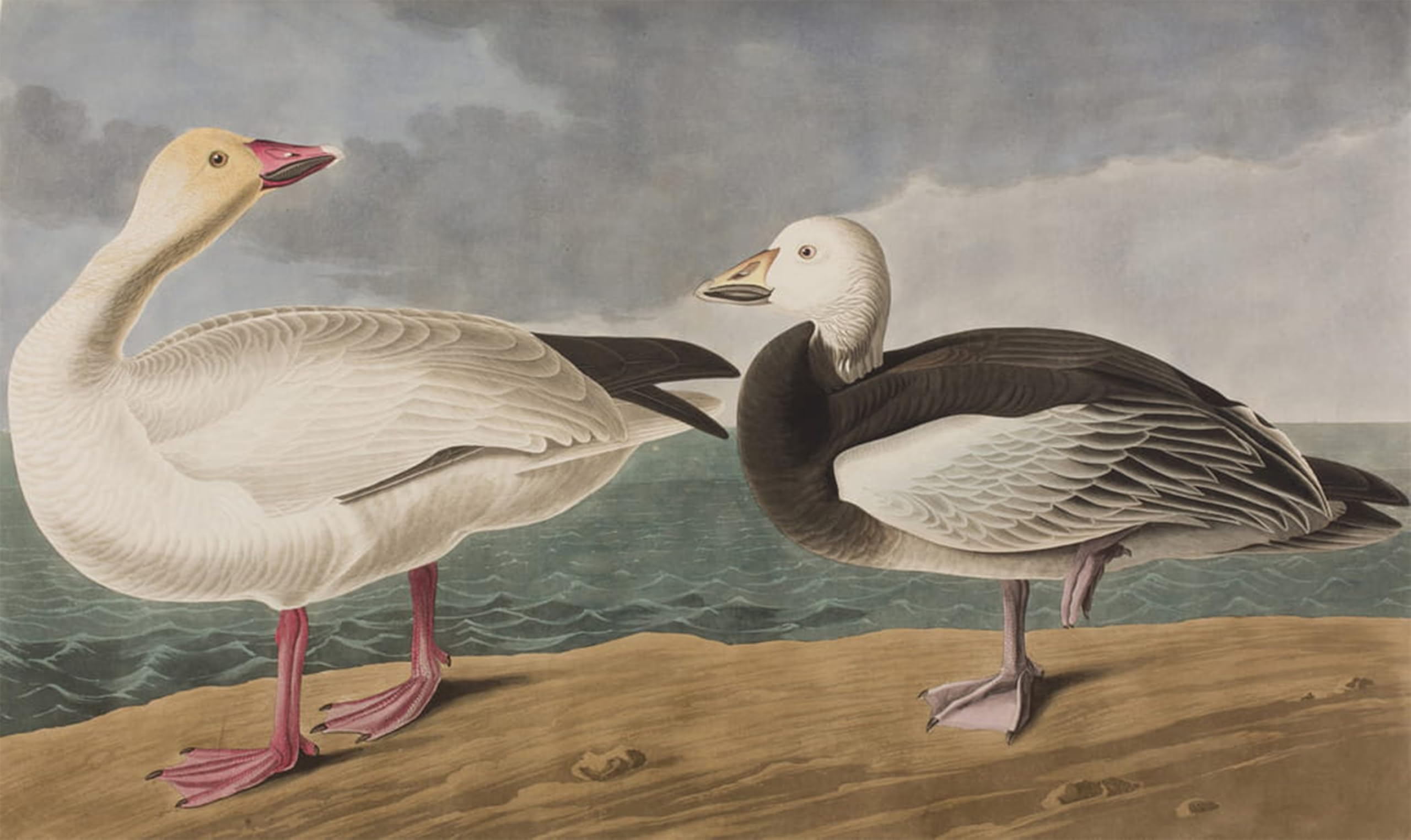 SERENDIPITP Abstract Painting Mural Print Picture Wall Decor Painting Illustration From Birds of America by John Jame Audubon Vintage Wall Artwork for Home Decor 60x90cm