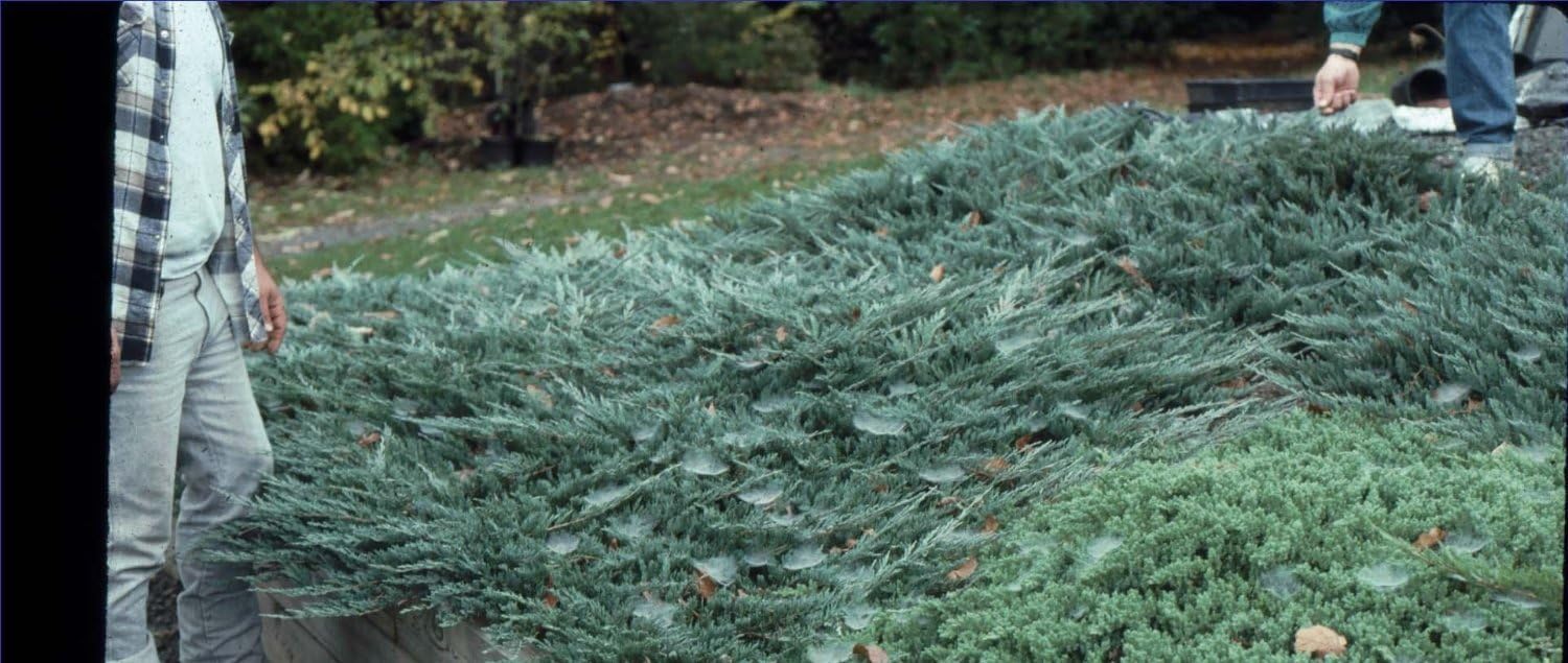 Juniper Bar Harbor - 30 Live Plants - Drought Tolerant Cold Hardy Evergreen Ground Cover