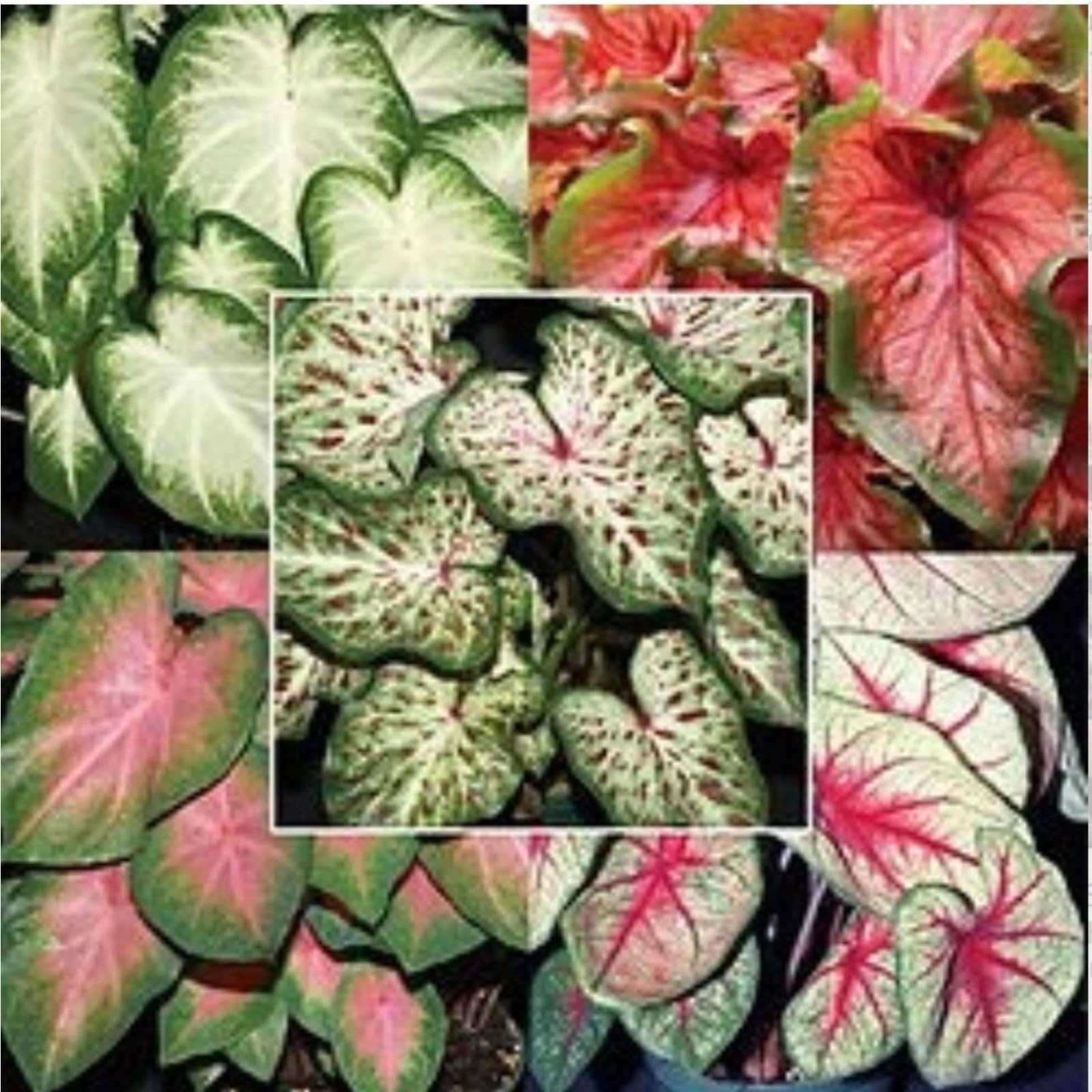 Elephant Ears for Planting UK Hardy Perennial Excellent Display Indoor and Outdoor Perennial Strong Plants That Grow Well Greening -5Bulbs-greenI