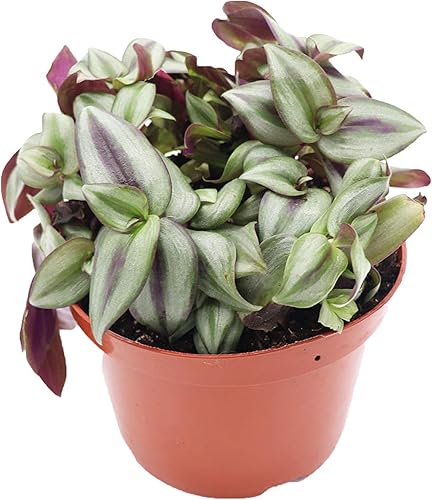 California Tropicals Tradescantia Zebrina - Planta de interior viva en maceta en el suelo con hojas enraizadas, planta de fácil cuidado para