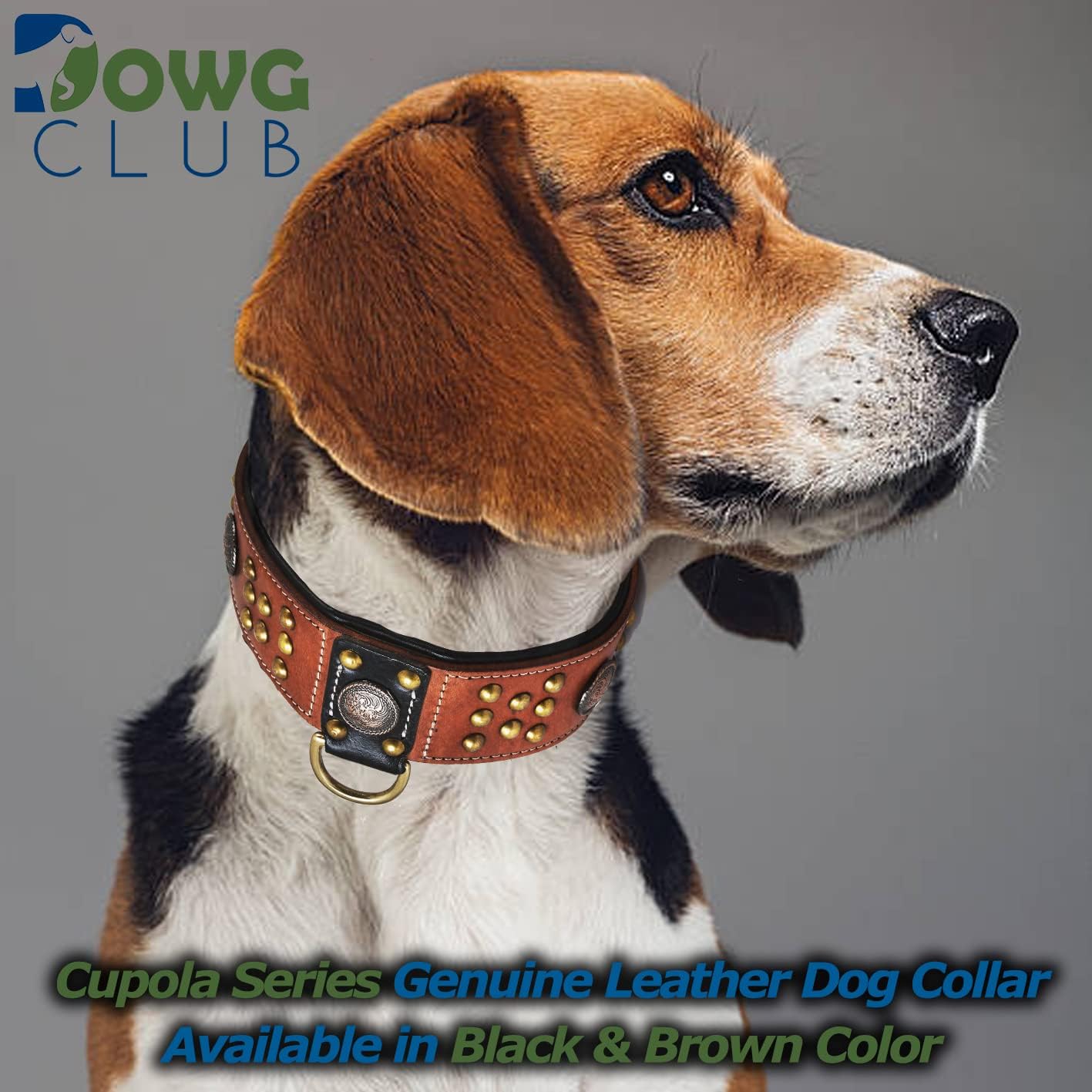 Genuine Leather ‘Cupola’ Series Dog Collar | Celtic Conchos & Gold Dome Rivets | Soft, Cushion Padding, Handmade | Best for Medium, Large, XL Breeds (XL (Neck Size 22.5"-25.5"), Sable Black)