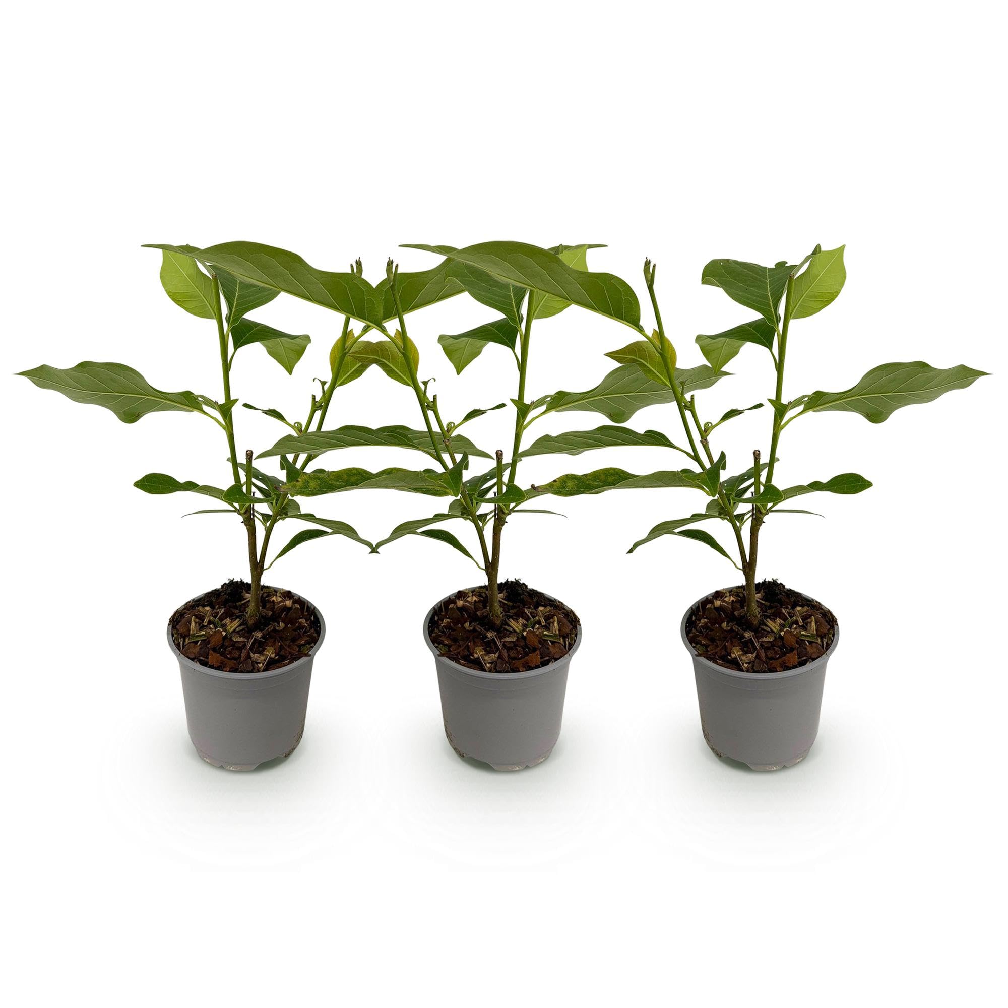 Arbusto Magnolia Betty para Jardín, Hojas Caducas, Flores Rosas, Pack de 3