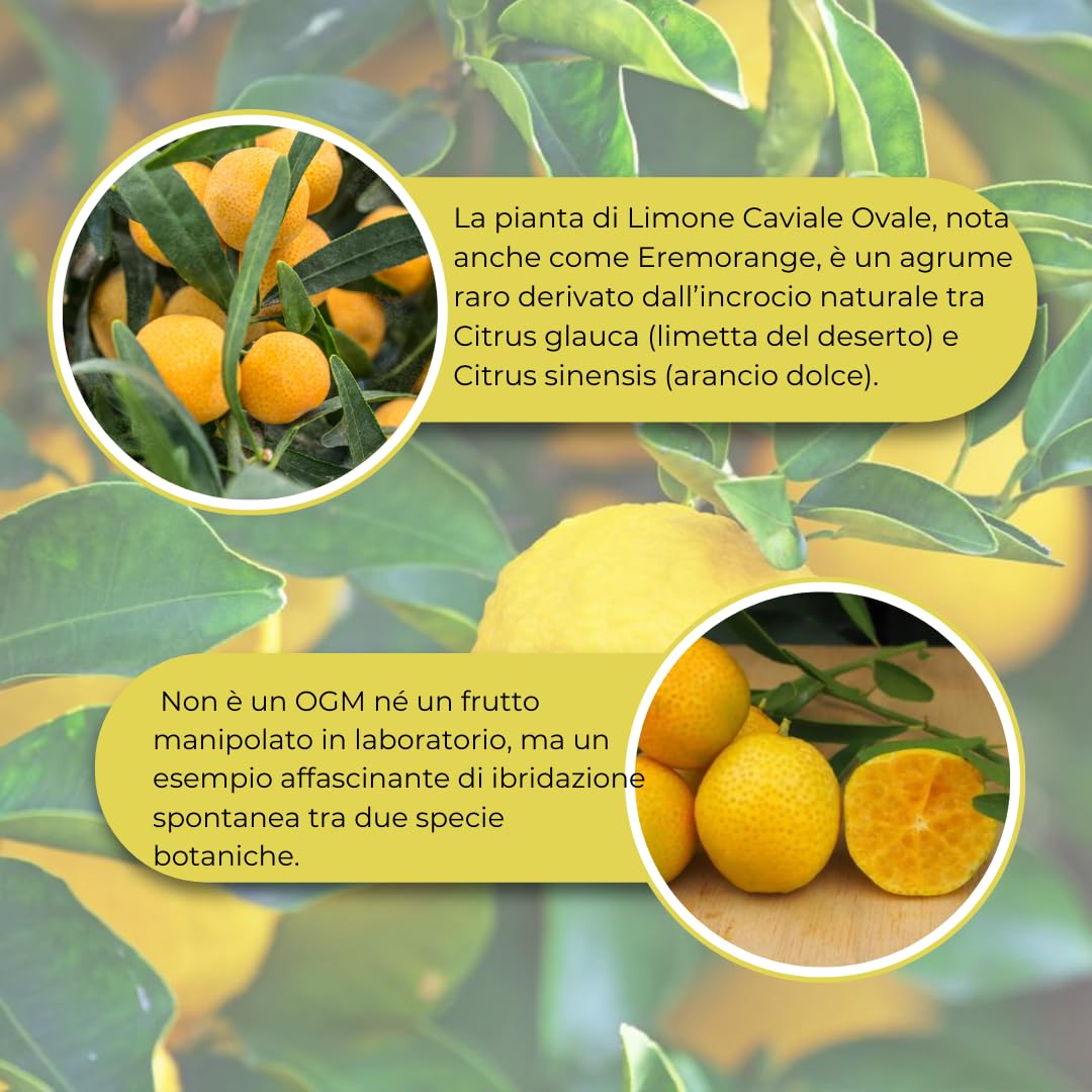 Vivaio Garden Forest - Limone Caviale Ovale – Eremorange (Citrus glauca x Citrus sinensis) – Pianta da Frutto Esotico con Polpa Verde Effetto Caviale – Agrume Raro da Collezione