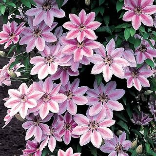 Clematis 'Nelly Moser' Hardy Climber Plant Colourful Flowering Shrub | 9cm Pot