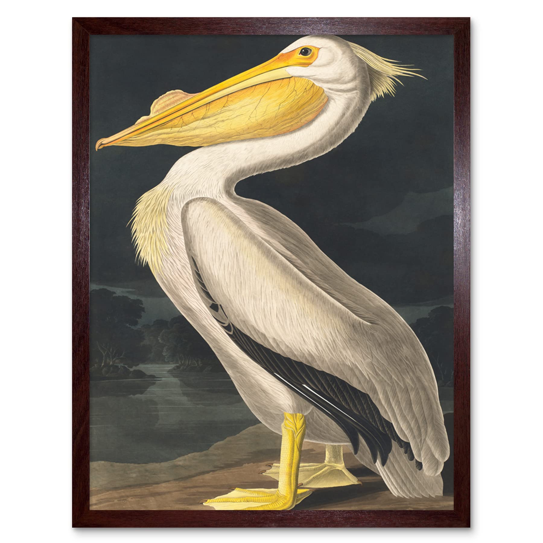 Wee Blue Coo Framed Brown 9X7 John James Audubon Style Pelican Bird Vintage Detailed Illustration Artwork Framed Wall Art Print 9X7 Inch