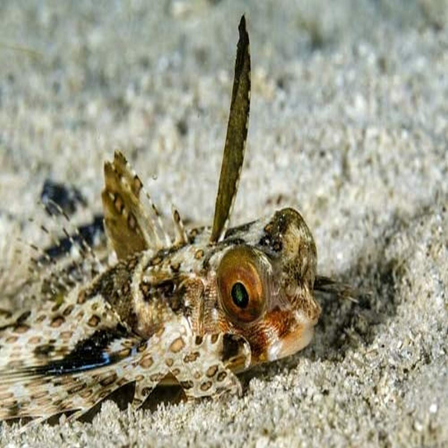 A flying gurnard on the ocean floor Cebu Philippines Poster Print by Bruce ShaferStocktrek Images (17 x 11)