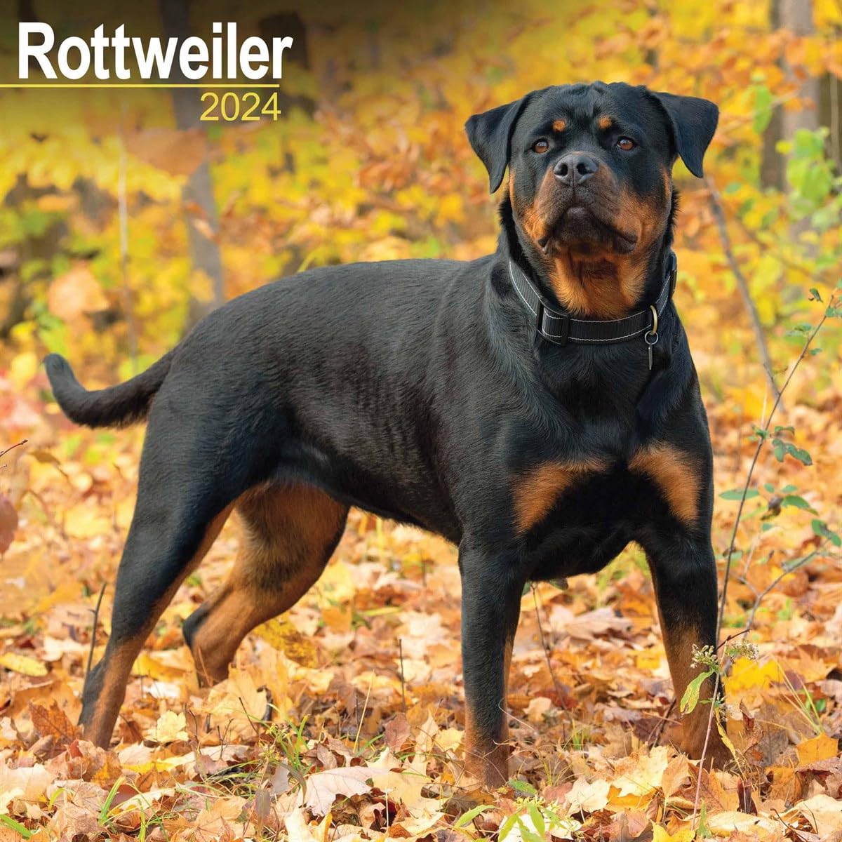 Rottweiler Calendar 2024 | Square Dog Breed Wall Calendar - 16 Month