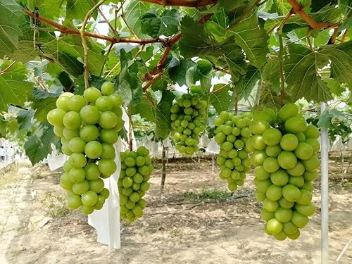 Miniatura 1 de Planta moscatel Shine Planta de 2 años (, ) Raíz desnuda Se envía desde Nueva Jersey
