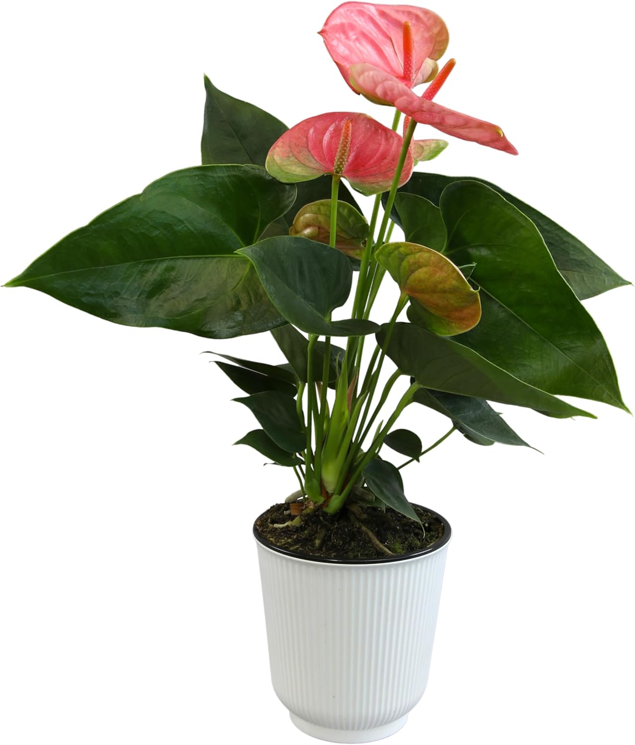Pink Anthurium Live Plant Decor (Approx. 13-16" Tall), Real Flowers/House Plants in 4" White Plant Pot, Floral Office Plants, Air Purifying Plants & Cool Gifts for Plant Lovers by Plants for Pets