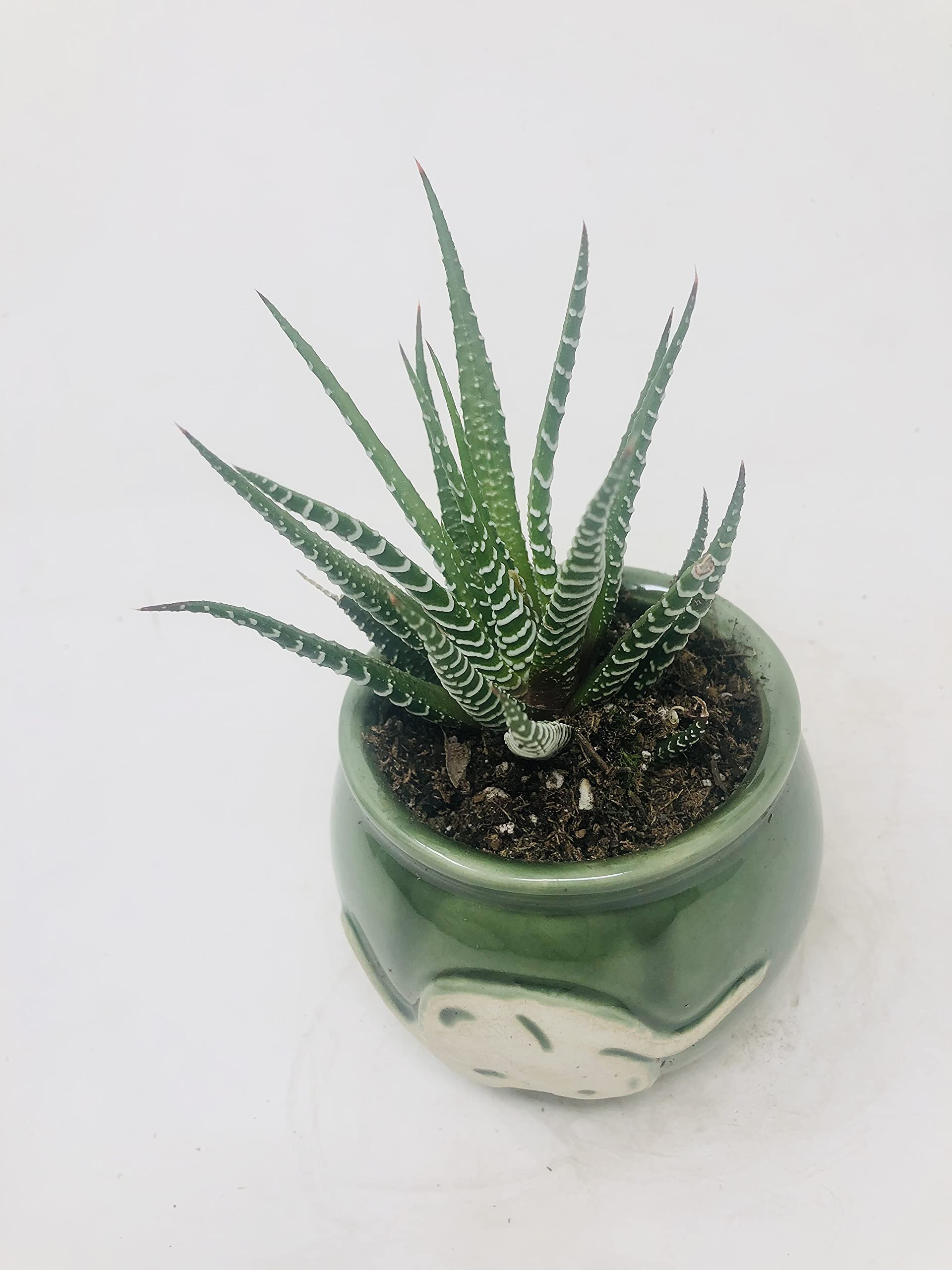 Amazon.com : Haworthia Attenuata 'Zebra Zebrina' in Native