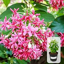 Indian Gardens - Rangoon Creeper Plant | Quisqualis Indica | Live Flowering Plant with Pink-Red Blooms | Outdoor/Climbing Vine for Home & Garden | Air Purifying Plant in 4 inch Pot