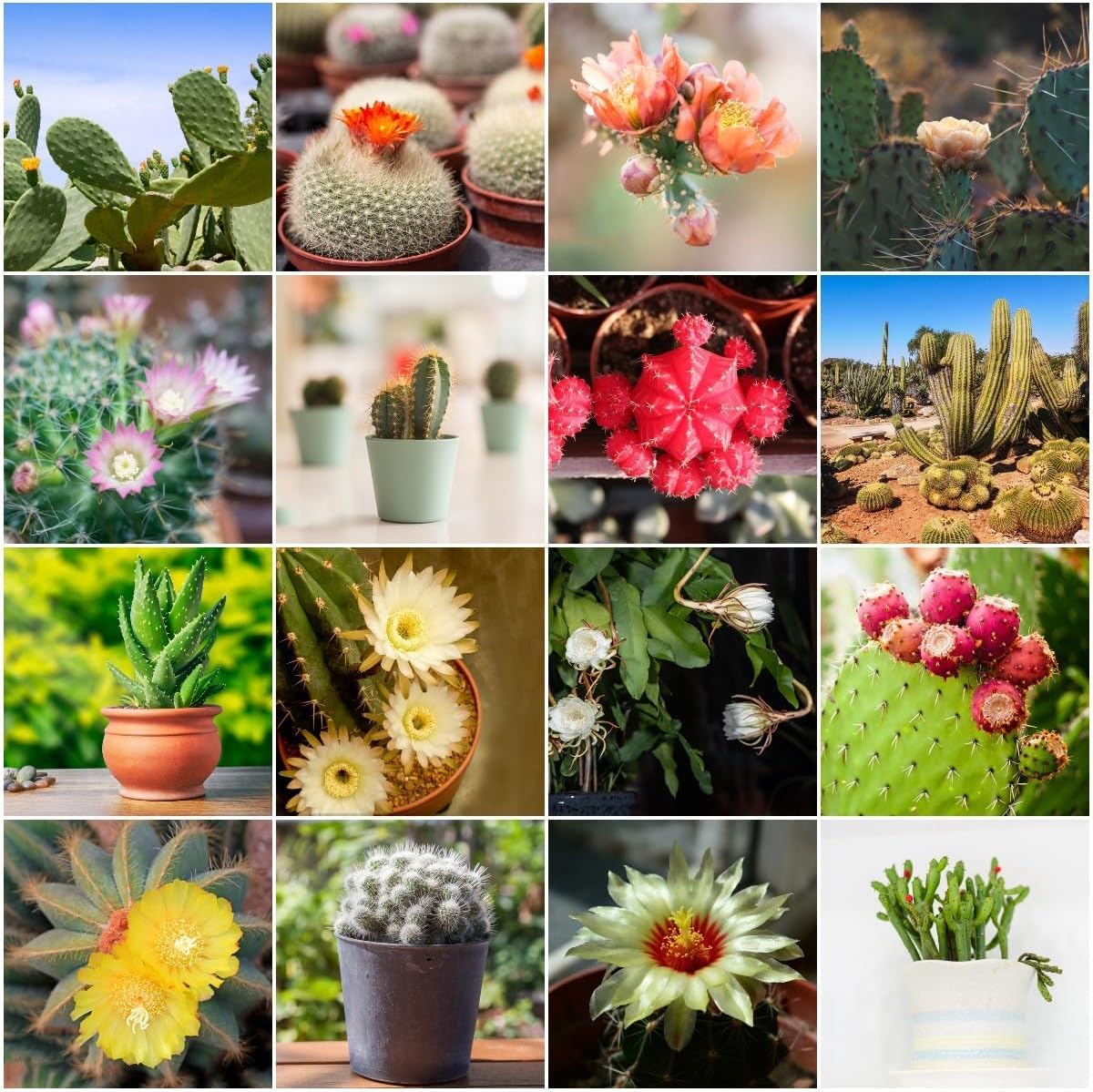 50 pcs kaktus samen mix - hochbeett heilkruter kakteen samen, fleischfressende pflanzen,Sukkulenten succulent plants dekopflanzen wilder  wein winterhart gewchshaus balkon : Amazon.de: Garten