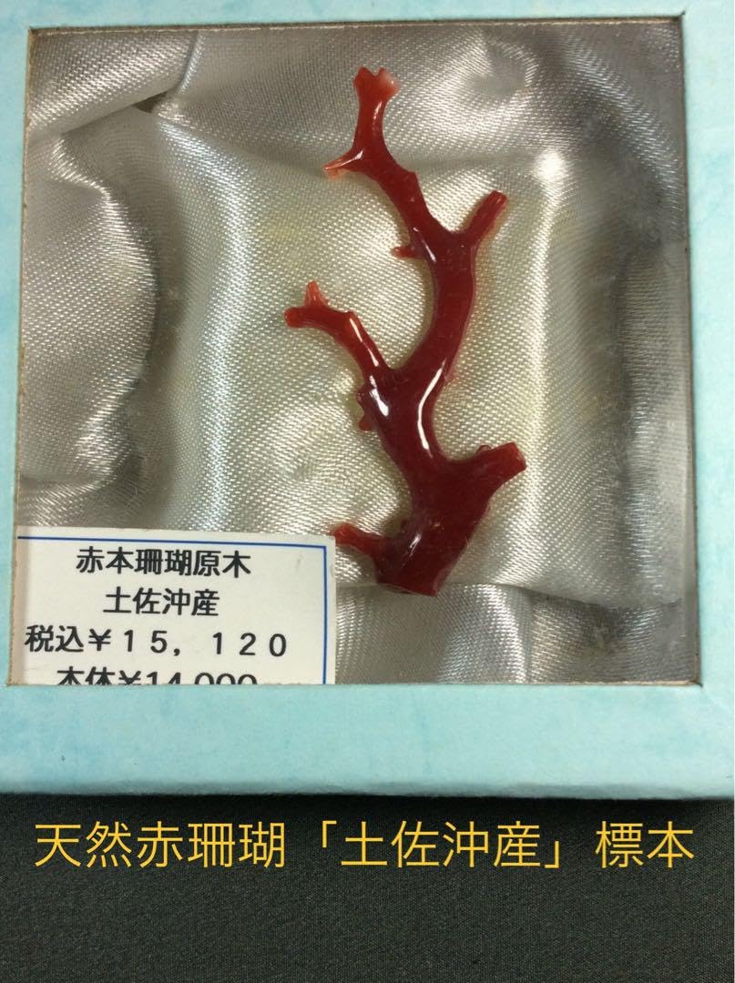 土佐沖珊瑚 Amazon.co.jp: 珊瑚 土佐沖産 血赤さんご 標本 Zー7 : Food