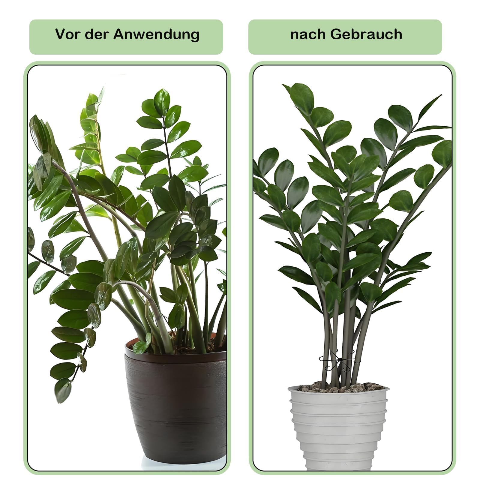 10 Stck Pflanzensttzen Set  Pflanzenhalter Fr Zimmerpflanzen, Stauden &  Kletterpflanzen