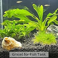 Vista 7 de 2 libras de grava negra, piedras negras de 3/8 pulgada. Piedras negras decorativas para plantas suculentas, jarrones, cactus, plantas de bambú