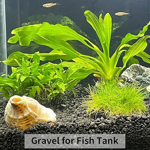 Miniatura 6 de Grava de guisantes negros de 10 libras para paisajismo, guijarros negros de 38 pulgadas para plantas, cactus, suculentas, pecera y jardín, piedras