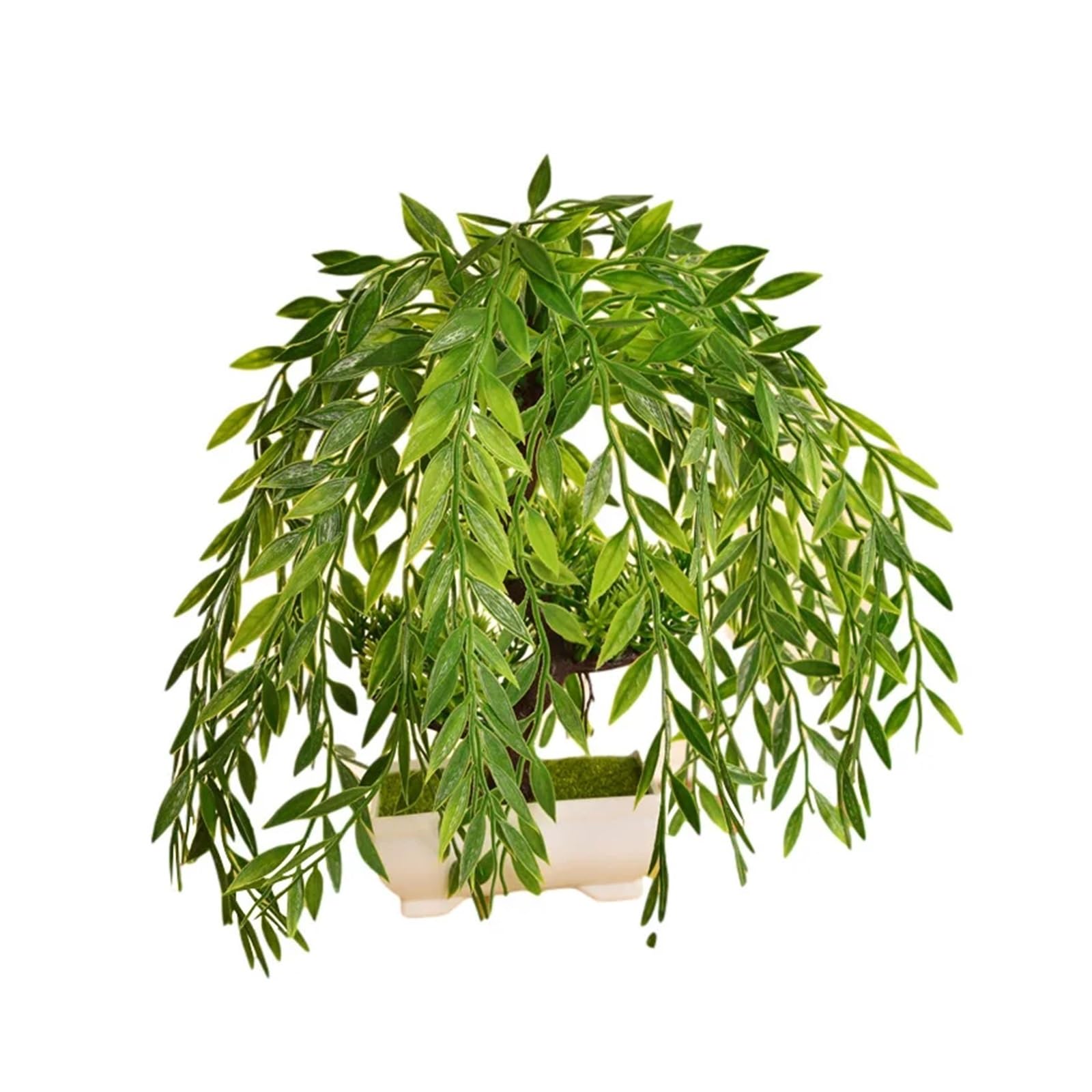 dracena elephantipes Dracaena Marginata – Chicago Plants main image 1