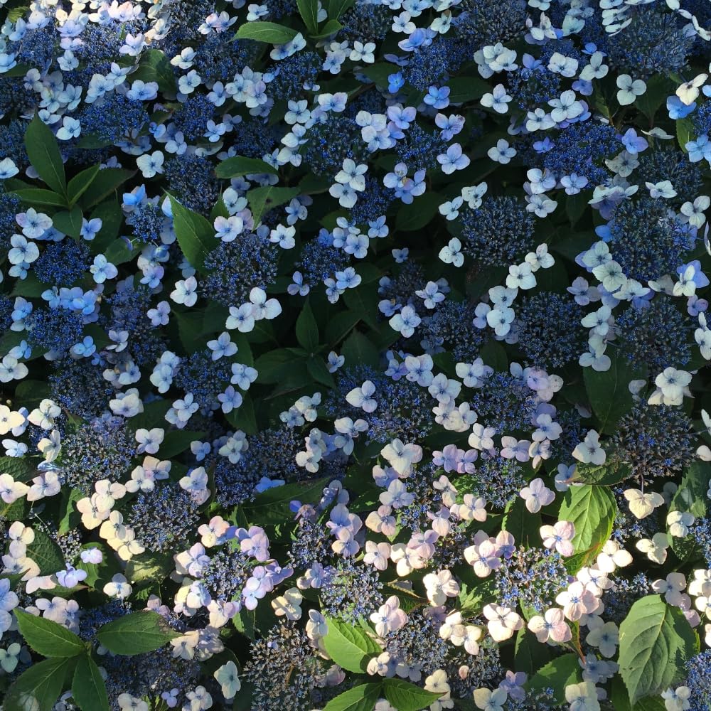 Hydrangea serrata 'Magic Pillow' Compact Dwarf Hydrangea with Lace-Cap Flowers and Autumn Color 1X 3 Litre Pot by Thompson and Morgan