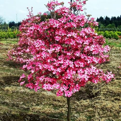 2 Pink Dogwood Plants Live 8-14 Inch Tall